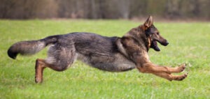 dog bite lawyer in upper darby pa