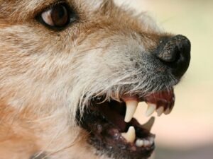 Dog Bite Lawyers in Marlton