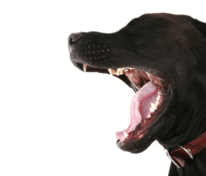 Dog Bite Lawyers in Wayne