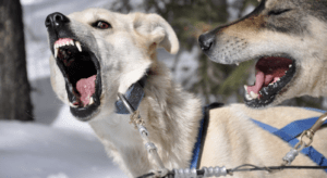 Dog Bite Lawyers in Media, 