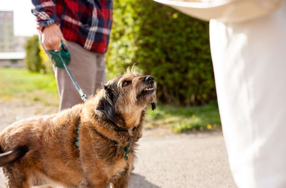 dog bite lawyers media